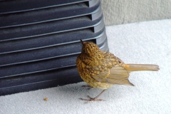 Ein Freund, der immer wieder zu Besuch kam