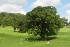 England