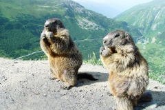 Gotthardpass