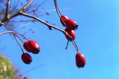 Herbst