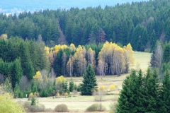 Bayrischer Wald