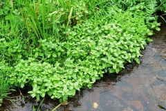 Irland, Minze