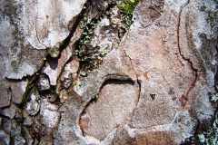 Schottland, Baumrinde