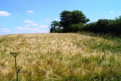 DSC09002
