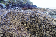DSC09219