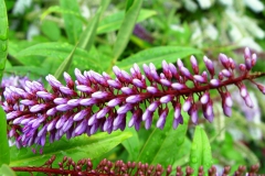 DSC09240